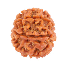 Load image into Gallery viewer, 8 Mukhi Nepalese Rudraksha - Bead No. 82