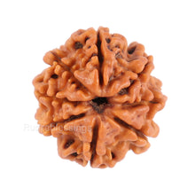 Load image into Gallery viewer, 8 Mukhi Nepalese Rudraksha - Bead No. 83
