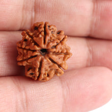 Load image into Gallery viewer, 8 Mukhi Nepalese Rudraksha - Bead No. 83