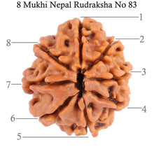 Load image into Gallery viewer, 8 Mukhi Nepalese Rudraksha - Bead No. 83