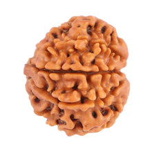 Load image into Gallery viewer, 8 Mukhi Nepalese Rudraksha - Bead No. 83