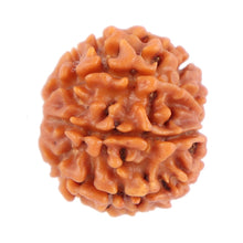 Load image into Gallery viewer, 8 Mukhi Nepalese Rudraksha - Bead No. 84