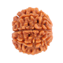 Load image into Gallery viewer, 8 Mukhi Nepalese Rudraksha - Bead No. 84