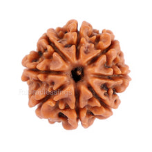 Load image into Gallery viewer, 8 Mukhi Nepalese Rudraksha - Bead No. 85