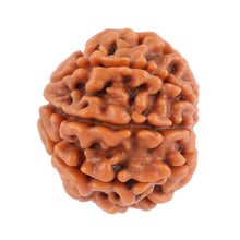Load image into Gallery viewer, 8 Mukhi Nepalese Rudraksha - Bead No. 85