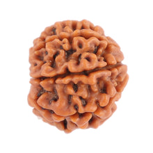 Load image into Gallery viewer, 8 Mukhi Nepalese Rudraksha - Bead No. 85