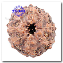 Load image into Gallery viewer, 8 Mukhi Indonesian Rudraksha - Bead No. 22