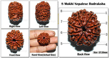 Load image into Gallery viewer, 8 Mukhi Nepalese Rudraksha - Bead No. 48