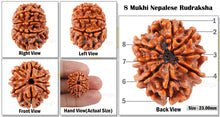 Load image into Gallery viewer, 8 Mukhi Nepalese Rudraksha - Bead No. 61