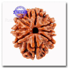 Load image into Gallery viewer, 8 Mukhi Nepalese Rudraksha - Bead No. 61