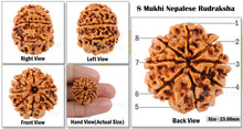 Load image into Gallery viewer, 8 Mukhi Nepalese Rudraksha - Bead No. 63