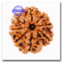 Load image into Gallery viewer, 8 Mukhi Nepalese Rudraksha - Bead No. 63