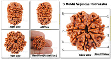 Load image into Gallery viewer, 8 Mukhi Nepalese Rudraksha - Bead No. 64