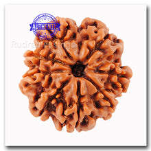 Load image into Gallery viewer, 8 Mukhi Nepalese Rudraksha - Bead No. 64