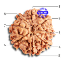 Load image into Gallery viewer, 8 Mukhi Nepalese Rudraksha - Bead No. 297