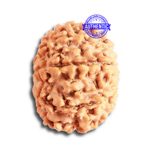 Load image into Gallery viewer, 8 Mukhi Nepalese Rudraksha - Bead No. 297