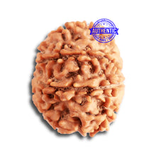 Load image into Gallery viewer, 8 Mukhi Nepalese Rudraksha - Bead No. 297