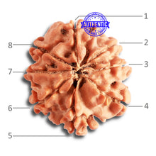 Load image into Gallery viewer, 8 Mukhi Nepalese Rudraksha - Bead No. 298