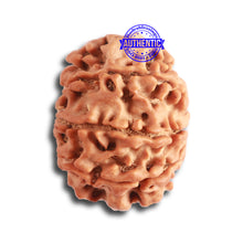 Load image into Gallery viewer, 8 Mukhi Nepalese Rudraksha - Bead No. 300