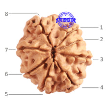 Load image into Gallery viewer, 8 Mukhi Nepalese Rudraksha - Bead No. 301