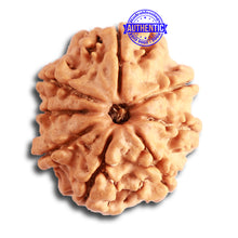 Load image into Gallery viewer, 8 Mukhi Nepalese Rudraksha - Bead No. 301