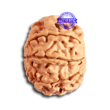 Load image into Gallery viewer, 8 Mukhi Nepalese Rudraksha - Bead No. 301