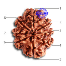 Load image into Gallery viewer, 8 Mukhi Nepalese Rudraksha - Bead No. 302