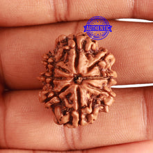 Load image into Gallery viewer, 8 Mukhi Nepalese Rudraksha - Bead No. 302