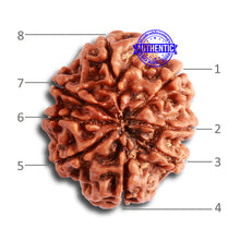Load image into Gallery viewer, 8 Mukhi Nepalese Rudraksha - Bead No. 303