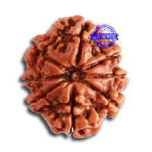 Load image into Gallery viewer, 8 Mukhi Nepalese Rudraksha - Bead No. 303