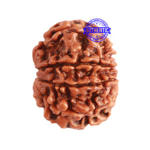 Load image into Gallery viewer, 8 Mukhi Nepalese Rudraksha - Bead No. 303