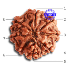 Load image into Gallery viewer, 8 Mukhi Nepalese Rudraksha - Bead No. 305