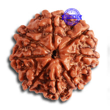 Load image into Gallery viewer, 8 Mukhi Nepalese Rudraksha - Bead No. 305