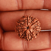 Load image into Gallery viewer, 8 Mukhi Nepalese Rudraksha - Bead No. 305
