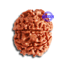 Load image into Gallery viewer, 8 Mukhi Nepalese Rudraksha - Bead No. 306