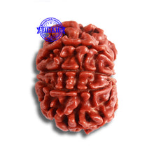 Load image into Gallery viewer, 8 Mukhi Nepalese Rudraksha - Bead No. 329