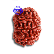 Load image into Gallery viewer, 8 Mukhi Nepalese Rudraksha - Bead No. 329