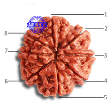 Load image into Gallery viewer, 8 Mukhi Nepalese Rudraksha - Bead No. 330