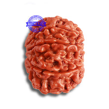 Load image into Gallery viewer, 8 Mukhi Nepalese Rudraksha - Bead No. 330