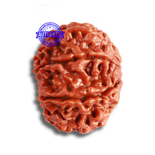 Load image into Gallery viewer, 8 Mukhi Nepalese Rudraksha - Bead No. 331