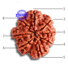 Load image into Gallery viewer, 8 Mukhi Nepalese Rudraksha - Bead No. 332