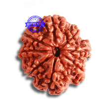Load image into Gallery viewer, 8 Mukhi Nepalese Rudraksha - Bead No. 332