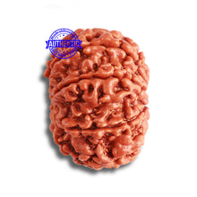 Load image into Gallery viewer, 8 Mukhi Nepalese Rudraksha - Bead No. 332