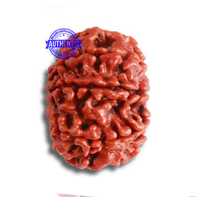 Load image into Gallery viewer, 8 Mukhi Nepalese Rudraksha - Bead No. 333