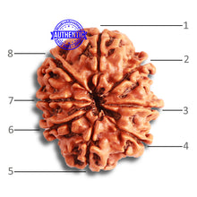 Load image into Gallery viewer, 8 Mukhi Nepalese Rudraksha - Bead No. 334