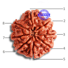 Load image into Gallery viewer, 8 Mukhi Nepalese Rudraksha - Bead No. 336