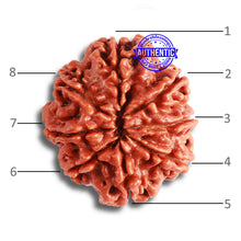 Load image into Gallery viewer, 8 Mukhi Nepalese Rudraksha - Bead No. 337