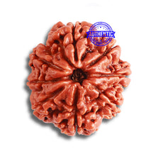 Load image into Gallery viewer, 8 Mukhi Nepalese Rudraksha - Bead No. 337