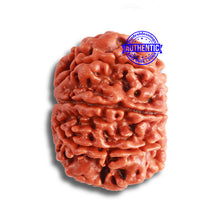 Load image into Gallery viewer, 8 Mukhi Nepalese Rudraksha - Bead No. 337