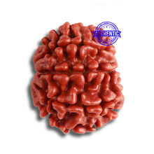 Load image into Gallery viewer, 8 Mukhi Nepalese Rudraksha - Bead No. 338